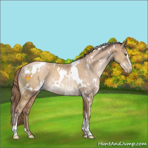 Horse Color:White Spotted Black Pearl Sabino
