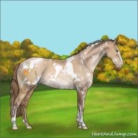 Horse Color:White Spotted Black Pearl Sabino 