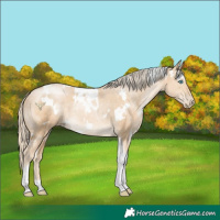 Horse Color:White Spotted Palomino Pearl Tobiano 