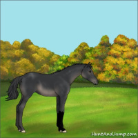 Horse Color:Void Black