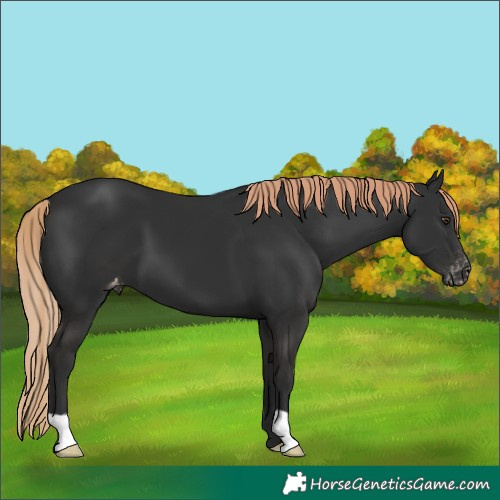 Horse Color:Liver Chestnut Varnish