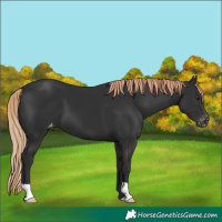 Horse Color:Liver Chestnut Appaloosa 