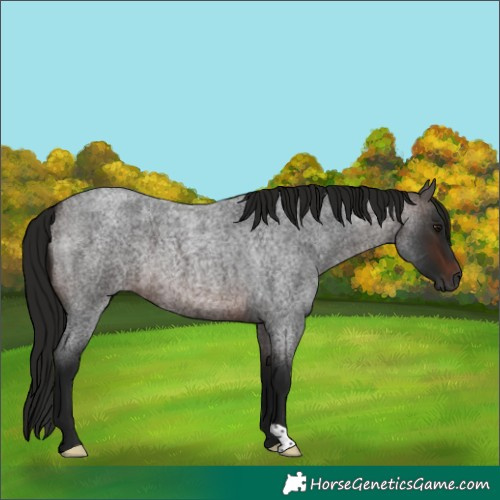 Horse Color:Gray Bay Roan