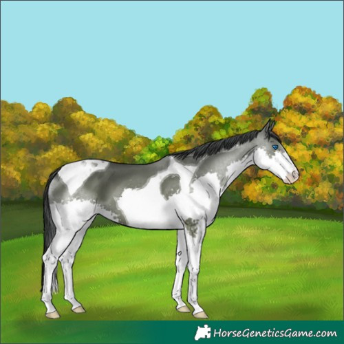 Horse Color:Grullo Splash Tobiano