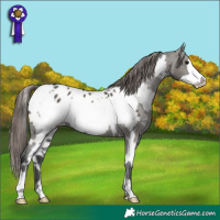 Horse Color:White Spotted Grullo Frame Appaloosa