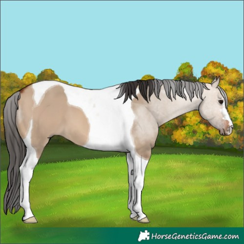 Horse Color:Bay Dun Tobiano 