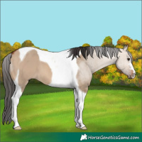 Horse Color:Bay Dun Tobiano 