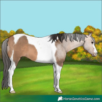 Horse Color:Bay Dun Tobiano