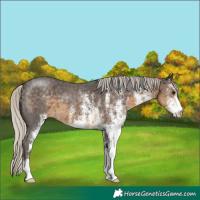 Horse Color:White Spotted Silver Smoky Black