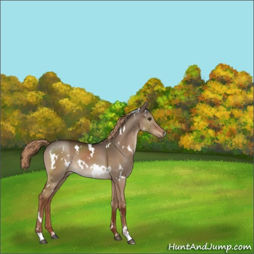 Horse Color:White Spotted Liver Red Dun Sabino Rabicano