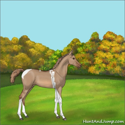 Horse Color:Red Dun Tobiano Rabicano 