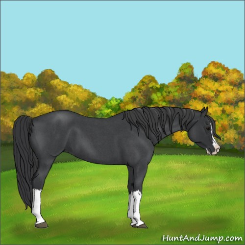 Horse Color:Blue Roan Splash 