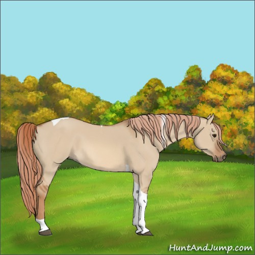 Horse Color:Red Dun Tobiano 