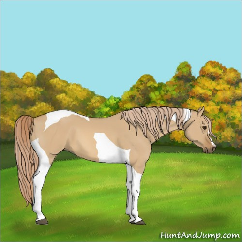 Horse Color:Red Dun Tobiano 