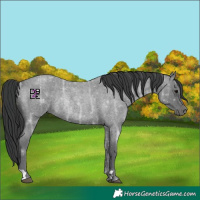 Horse Color:Blue Ice Roan Rabicano