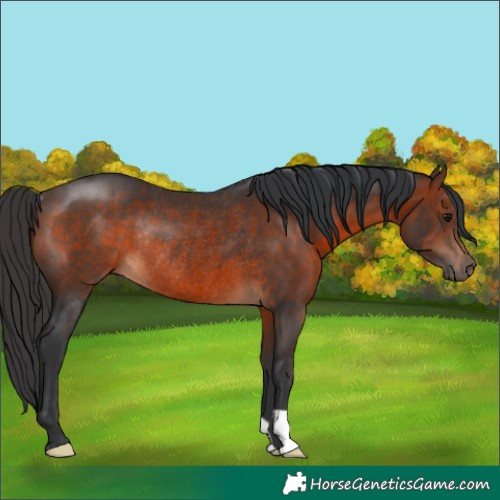 Horse Color:Brown Rabicano
