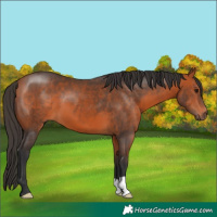 Horse Color:Bay 