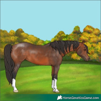 Horse Color:Bay 