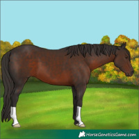 Horse Color:Liver Chestnut