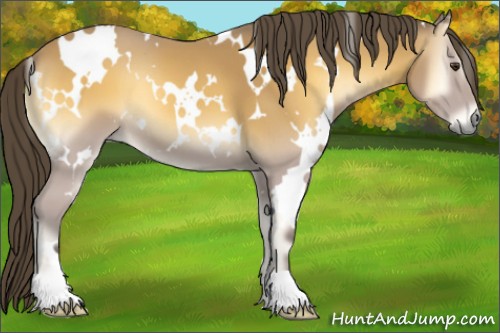 Horse Color:White Spotted Buckskin Onyx 