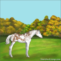 Horse Color:White Spotted Silver Brown Dun Sabino Splash 