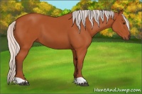 Horse Color:Silver Bay 
