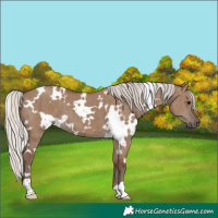 Horse Color:White Spotted Silver Grullo Brindle 