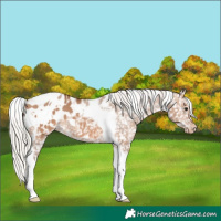 Horse Color:White Spotted Silver Brown Dun Tobiano Appaloosa 