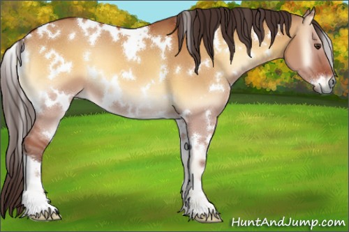 Horse Color:White Spotted Buckskin Onyx 