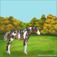 Horse Color:White Spotted Silver Smoky Black Sabino Rabicano