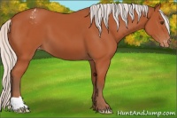Horse Color:Silver Bay Appaloosa