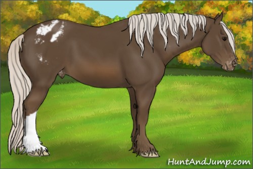 Horse Color:Silver Smoky Black Appaloosa 