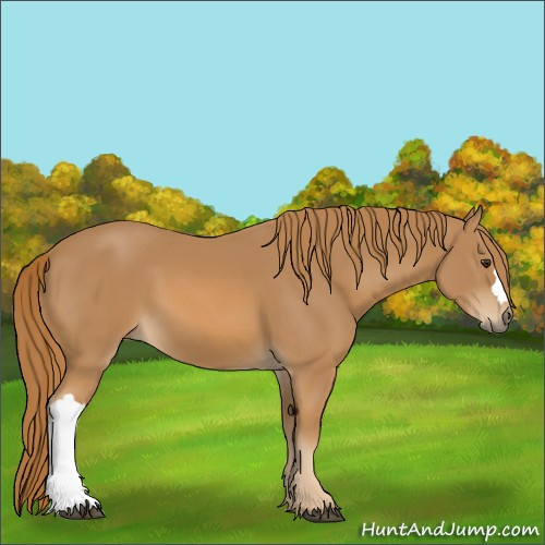 Horse Color:Chestnut 