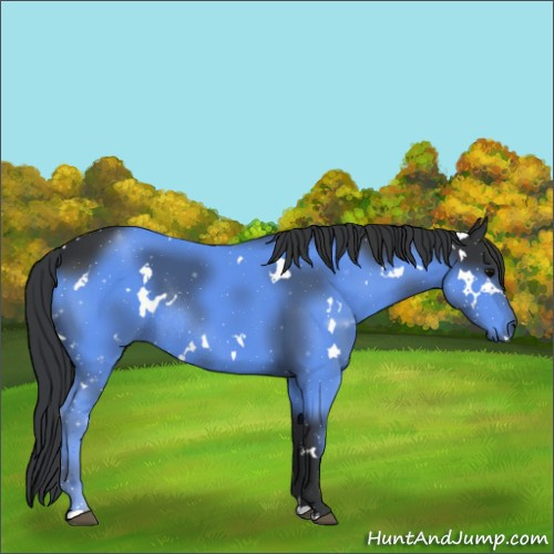 Horse Color:White Spotted Black Rabicano 