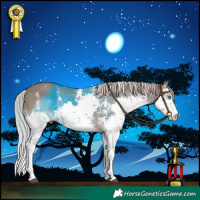 Horse Color:Silver Grullo Sabino Splash Rabicano 