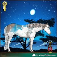 Horse Color:Silver Grullo Sabino Splash Rabicano