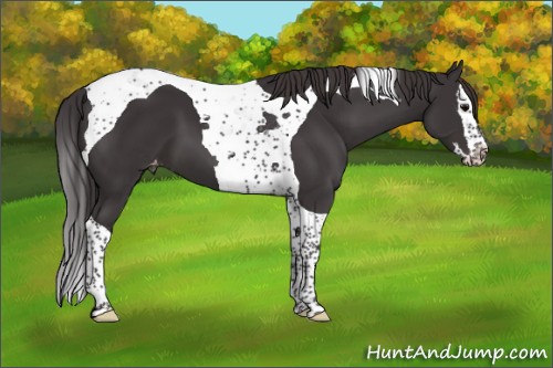 Horse Color:Smoky Black Splash Tobiano Appaloosa 