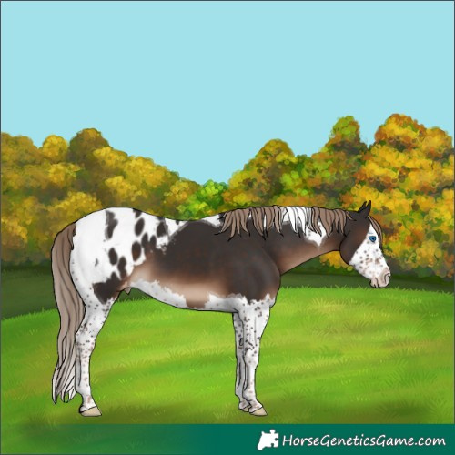 Horse Color:Liver Chestnut Splash Tobiano Appaloosa 