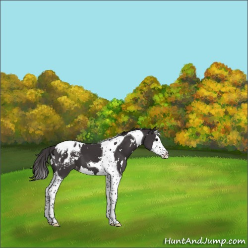 Horse Color:White Spotted Smoky Black Splash Tobiano Appaloosa 
