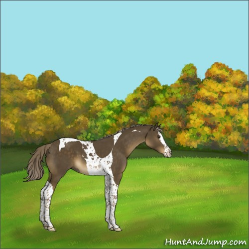 Horse Color:Chocolate Palomino Splash Tobiano 