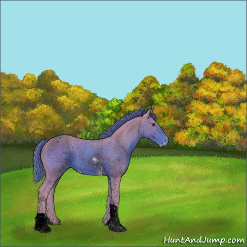 Horse Color:ERROR: UNKNOWN ANOMALY