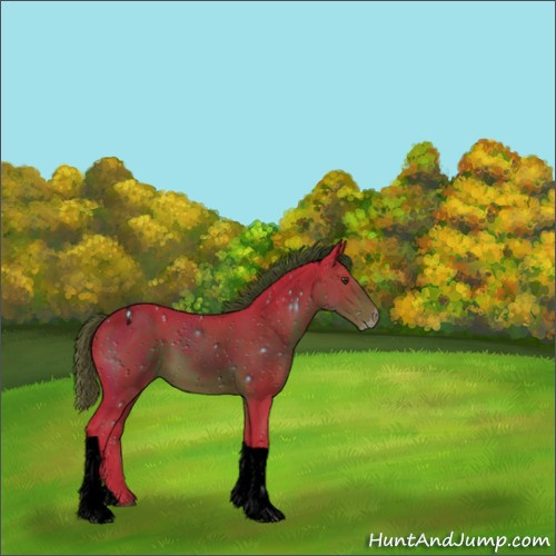 Horse Color:ERROR: UNKNOWN ANOMALY