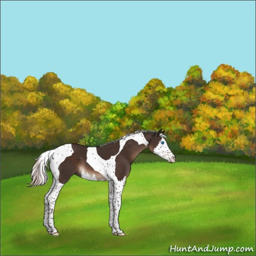 Horse Color:Silver Brown Splash Tobiano 