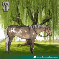 Horse Color:White Spotted Silver Smoky Grullo 