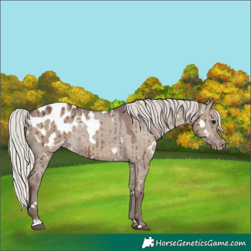 Horse Color:White Spotted Silver Grullo Appaloosa Brindle 