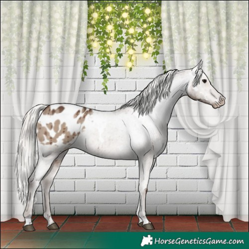Horse Color:White Spotted Silver Grullo Blanket Brindle