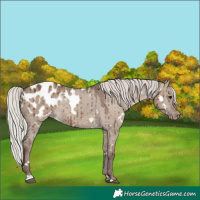 Horse Color:White Spotted Silver Grullo Appaloosa Brindle 
