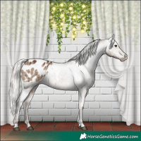Horse Color:White Spotted Silver Grullo Blanket Brindle 