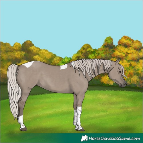 Horse Color:Silver Grullo Tobiano 