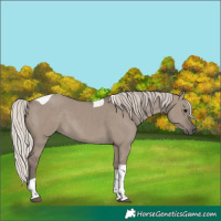 Horse Color:Silver Grullo Tobiano 